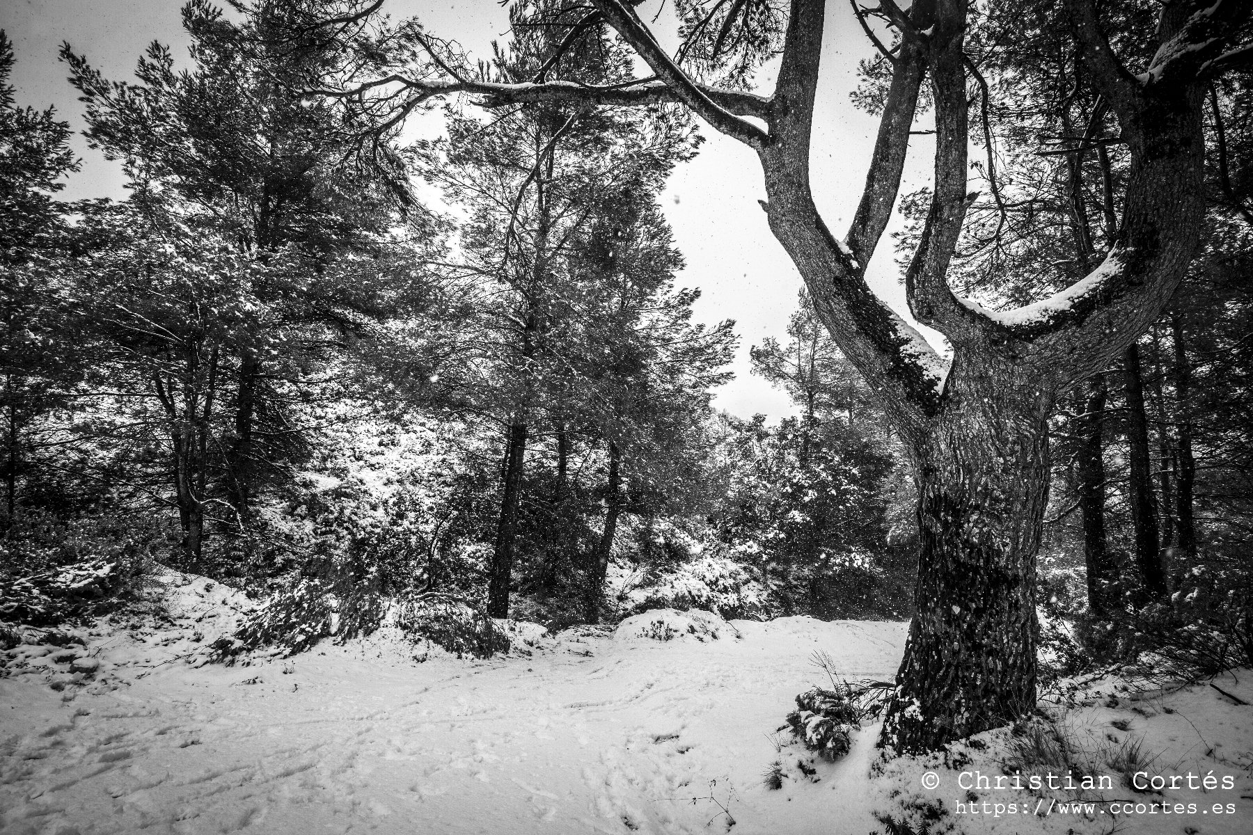 Nieve en Alicante 11